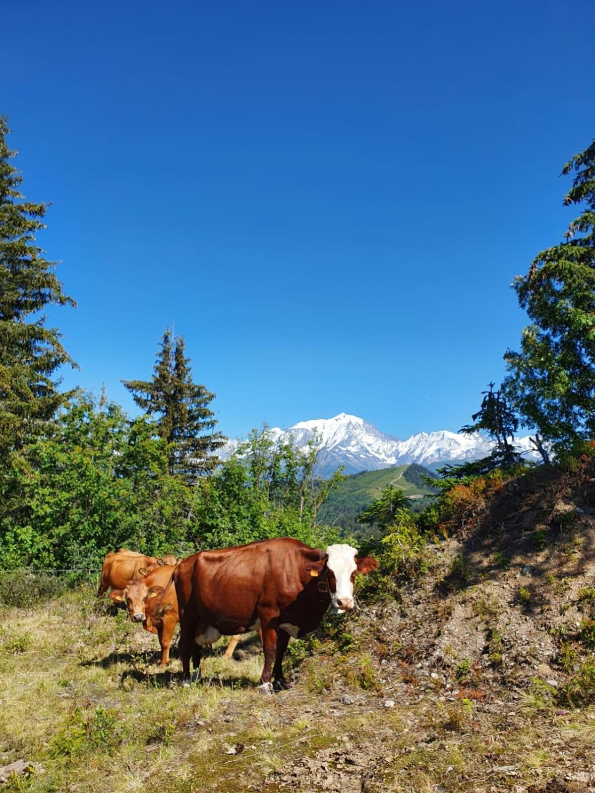Appartement La Duchère Le Plan-la Giettaz massif des Aravis Extérieur photo